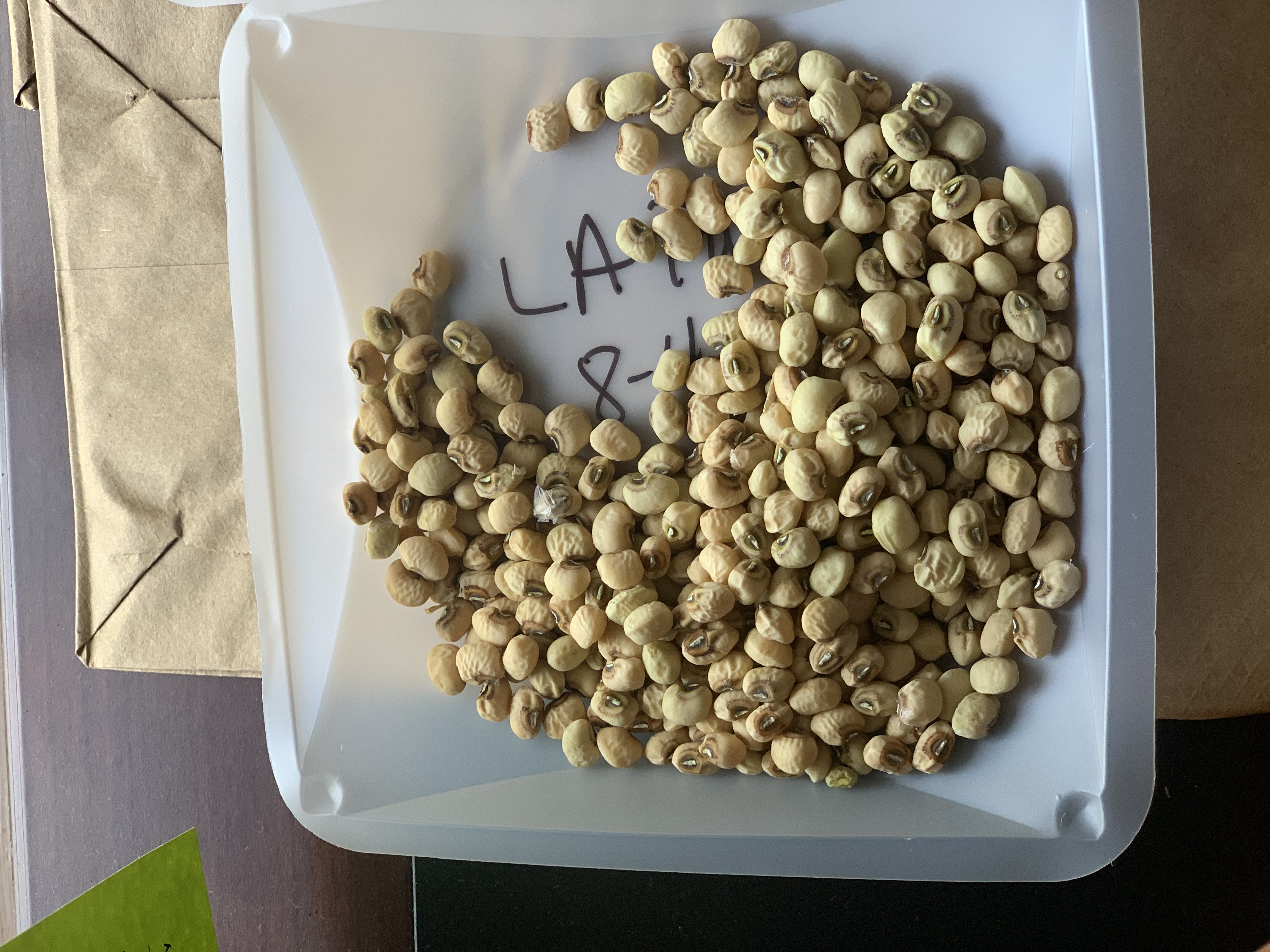 ‘Louisiana Purchase’ Southern Pea